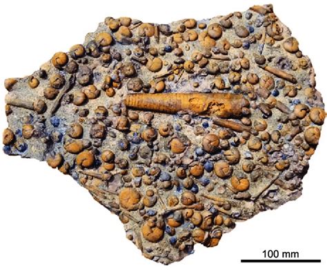 Ammonoid mass occurrence (associated with brachiopods and ortho cerids ...