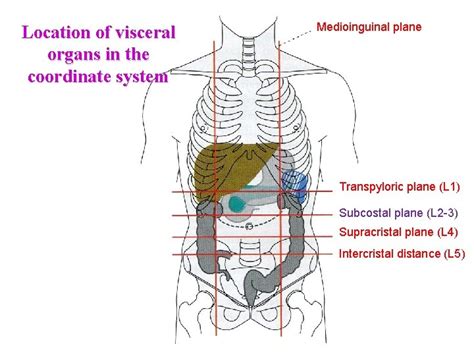 Dr goston Szl Surface Anatomy of the Abdomen