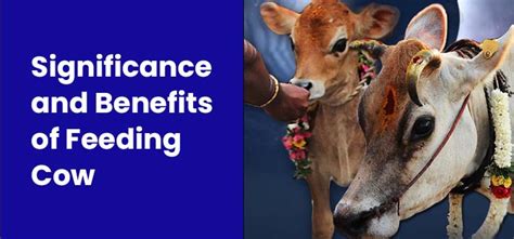 Significance and Benefits of Feeding Cow - Pillai Center