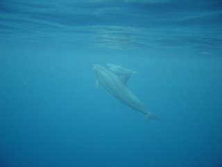 Mom and Baby Dolphin | Mom and baby dolphin seen in Kealakek… | Flickr