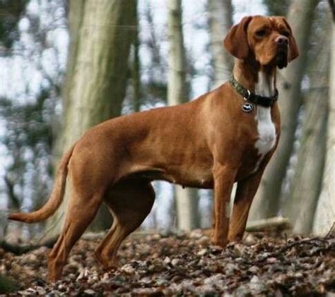 Portuguese Pointer / Perdigueiro Português | Dogs, Pointer dog, Dog breeds