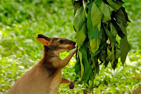 Kangaroo Eating | Fitzrie B | Flickr