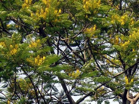 Schizolobium parahyba - Brazilian Fern Tree