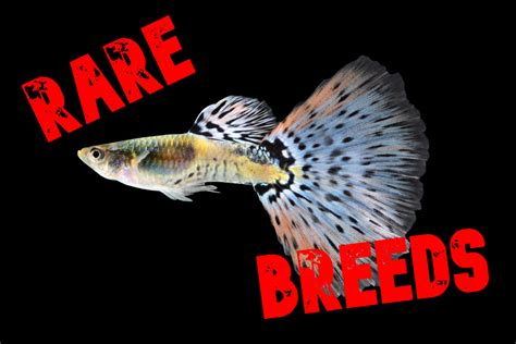 What are the Most Rare Guppy Breeds?