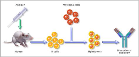 Custom Antibody Development Polyclonal Antibodies, Antigen Design - Abeomics