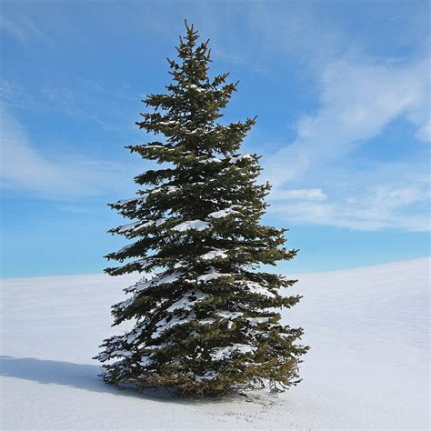 White Spruce - Northwoods Tree Farm LLC