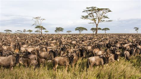 Tanzania's best safari story, Serengeti Migration - Lonely Planet