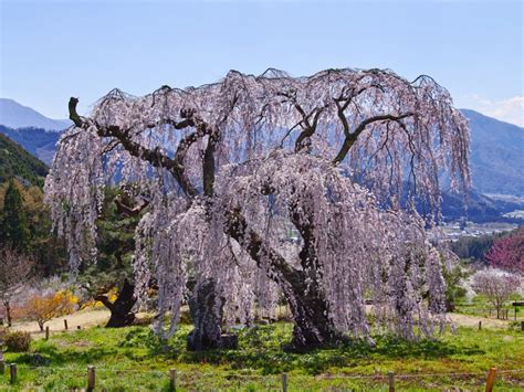 Blooming Weeping Trees: Growing Small Flowering Weeping Trees