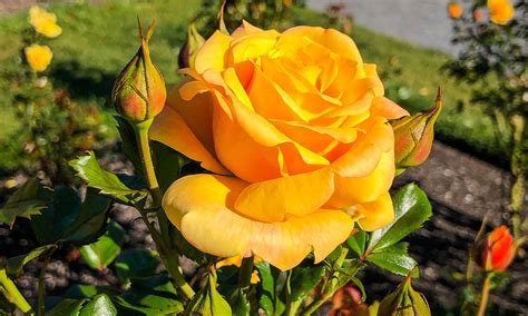 Orange rose flower - Ed O'Keeffe Photography