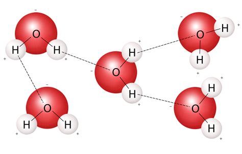 The strong polar bond between water molecules creates water cohesion.