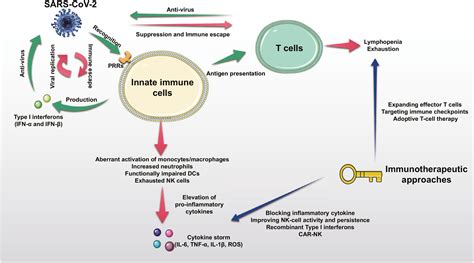 Humoral Immunity Vs Cell Mediated Immunity