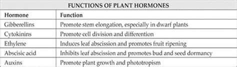 Plant Hormones And Their Functions - Ideas of Europedias