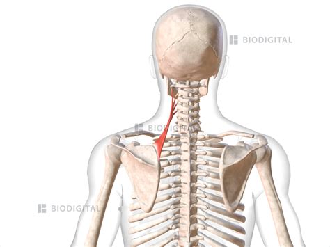 Left levator scapulae | BioDigital Anatomy