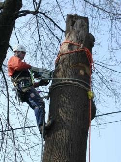 TREE CLIMBING GEAR Rentals Edmonds WA, Where to Rent TREE CLIMBING GEAR in Lynnwood WA, Seattle ...