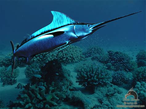 Swordfish wallpaper | 1024x768 | #59153