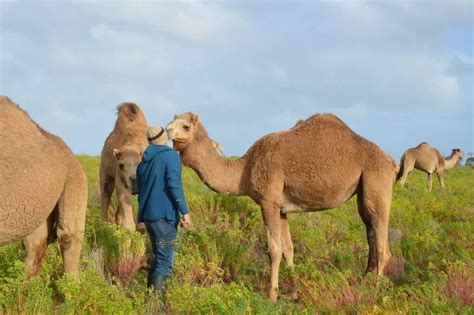 Robe Camel Farm - Self Contained Campers Only - Hipcamp in Mount Benson ...