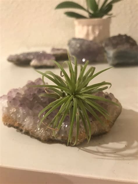 Amethyst Crystal With Airplant - Etsy