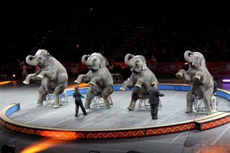 10 Facts about Circus Animals - Fact File