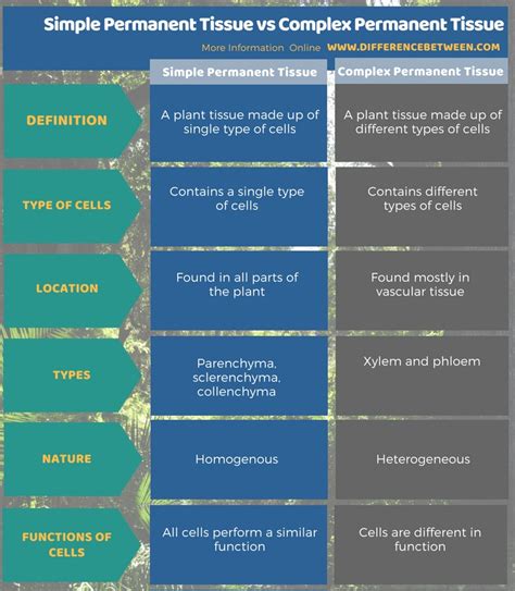 Difference Between Simple Permanent Tissue and Complex Permanent Tissue | Compare the Difference ...