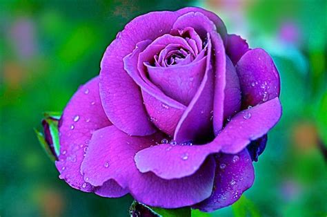 Violet Rose With Water Drops HD Wallpaper ~ Artline : Feel The Creation!