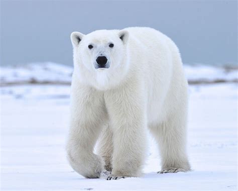 Facts about Polar Bears and Their Conservation | Polar bear, Polar bear ...