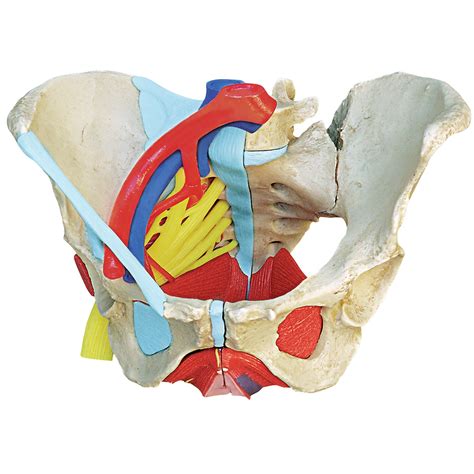 Pelvic Anatomy Ligaments - Pelvic Trauma | Anesthesia Key / Structure ...