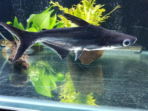 Iridescent Shark: Care Guide, Breeding, Tank Size, & Disease