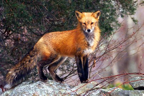 Rabid fox attacks in Maine push city to try trapping