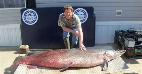 Current World Record Alligator Gar: 327lb Mississippi MONSTER