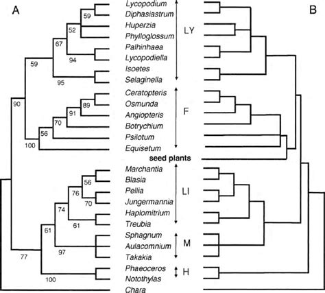 Cladograms showing relationships among primary lineages of land plants... | Download Scientific ...