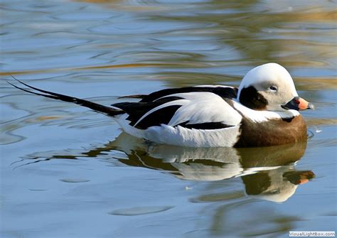 Identify Long-tailed Duck - Wildfowl Photography.