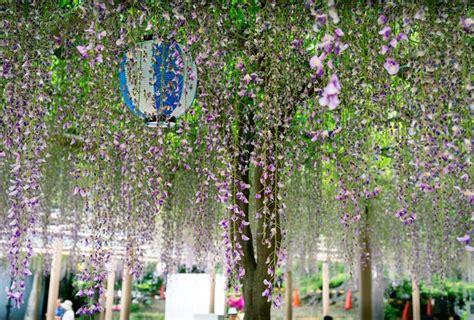 Can’t Get Enough Of The Sakura Season? Japan’s Wisteria Is Just As ...