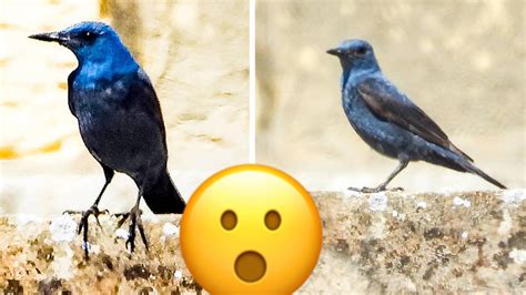 Malta’s national bird spotted chilling out in Gozo & these photos prove ...