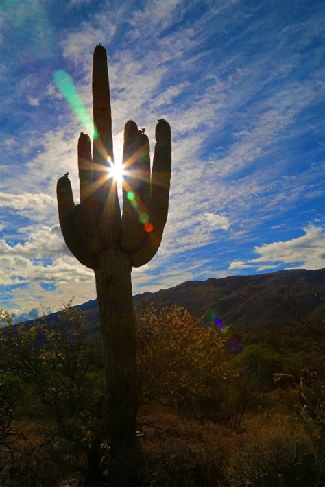 Saguaro National Park Travel Guide - Park Ranger John