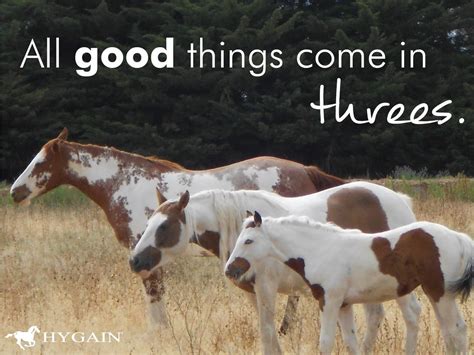 The rule of three!!! You simply can't have enough horses!! #horsemad # ...