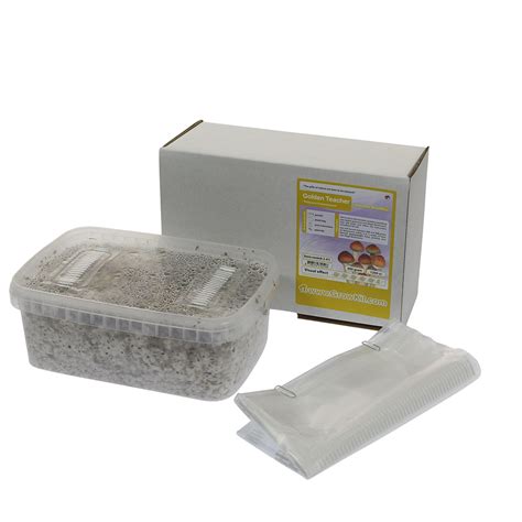 🍄 Golden Teacher Magic Mushroom Grow Kit (1200cc) - Smartific.com