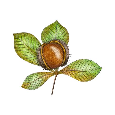 Chestnut vector pencil drawn art. Branch with plant brown and green leaves. White background ...