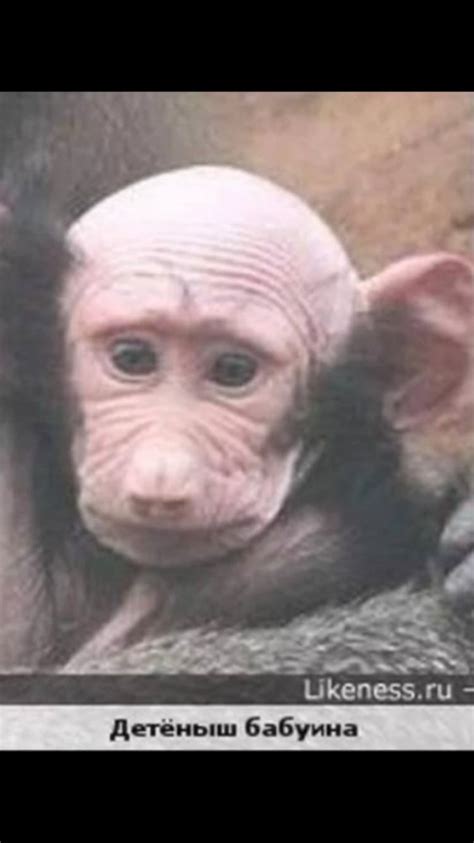 Create meme "the baby baboon, bald chimp, bald monkey" - Pictures ...