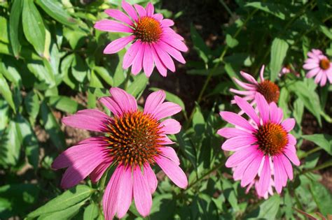 Garden Beauty: Purple Coneflower Echinacea