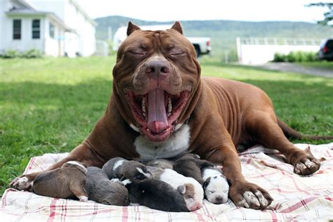 World’s Largest Pitbull “Hulk” Has 8 Puppies Worth Up To Half A Million ...