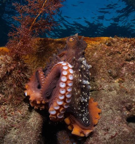 Here's Everything You Want To Know About Octopus Suckers! - OctoNation ...