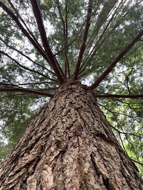 Common Issues in the Landscape: Hemlock Pests — Seaside Tree Solutions