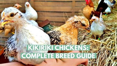 Kikiriki Chickens: Complete Breed Guide - Eco Peanut