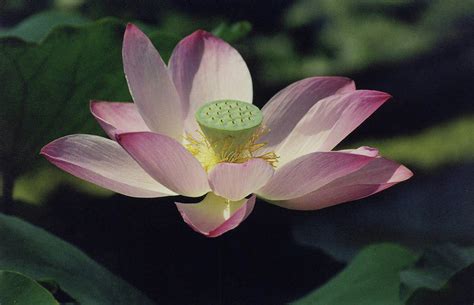 Purple Lotus Photograph by Dave Pencikowski | Fine Art America