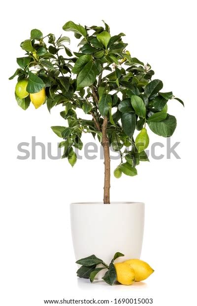 6,652 Lemon Tree Pots Images, Stock Photos & Vectors | Shutterstock