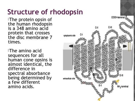 Rhodopsin cycle