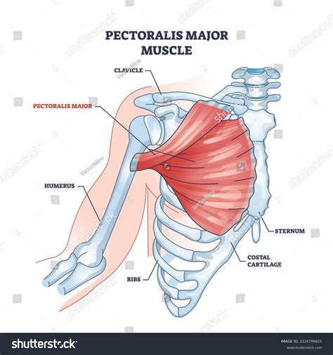 Vetor De Pectoralis Major Muscle As Human Chest Muscular Anatomy | The Best Porn Website