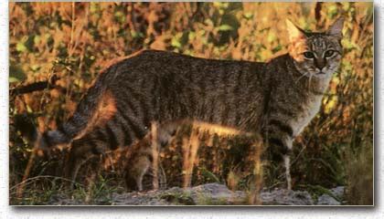 ALL 37 BREEDS OF DOMESTIC CAT DESCEND FROM FELIS SILVESTRIS LIBYCA