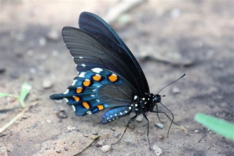 Pipevine Swallowtail Butterfly Free Stock Photo - Public Domain Pictures