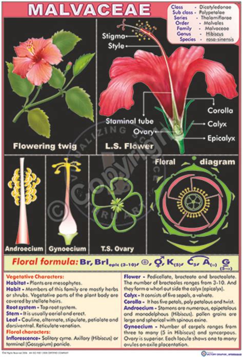 Hibiscus Rosa Sinensis Parts Of The Flower | Best Flower Site